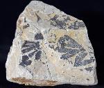 Ginkgo huttoni (STERNBERG in HEER 1876) - Bild &copy; FossNet FossilienStore